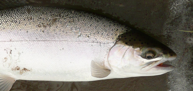 Steelhead Fishing in Pennsylvania