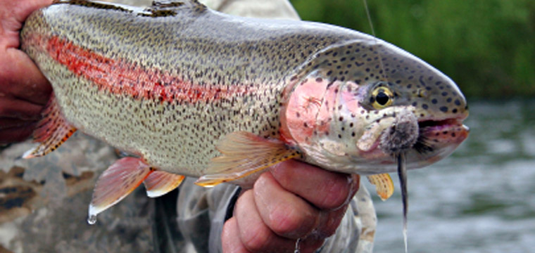 Steelhead Fishing Techniques