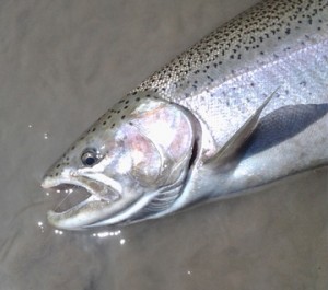 Steelhead Fishing Techniques – Fishing for Steelhead