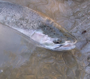 Steelhead Alley – Lake Erie