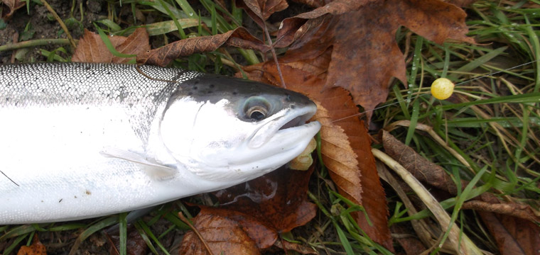 To Bead or Not to Bead – Fishing for Steelhead