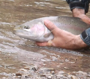 Steelhead Fishing in Pennsylvania – Fishing for Steelhead