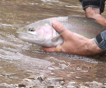 Steelhead Fishing in Pennsylvania