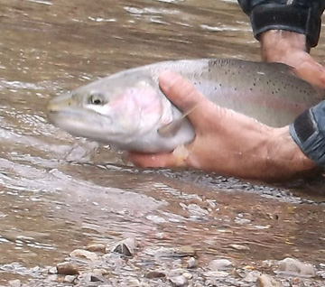 Steelhead Fishing in Pennsylvania