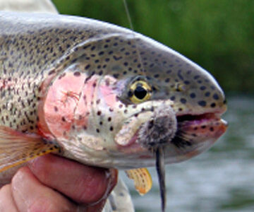 Steelhead Fishing Techniques