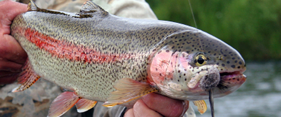 Steelhead Fishing Techniques